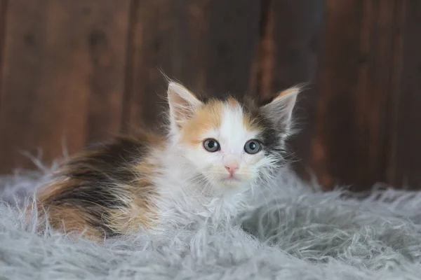 Uroczy Kociak Calico Siedzi Futerku — Zdjęcie stockowe