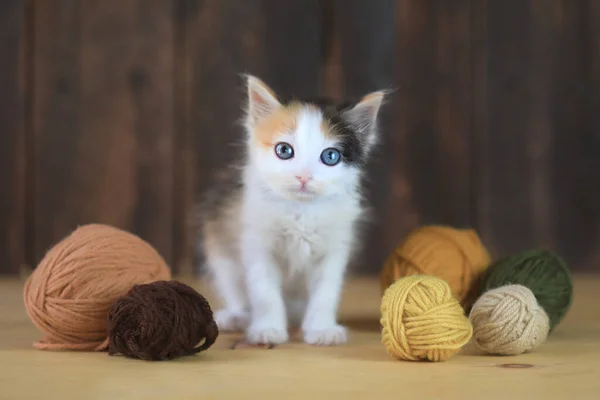 Staande Calico Kitten Met Garen Een Houten Achtergrond — Stockfoto