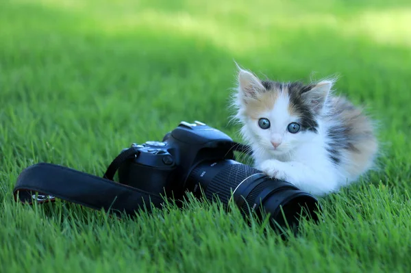 Yeşil Çimlerde Minik Calico Kediciği — Stok fotoğraf