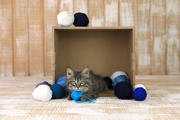 Cute Kitten Box Blue White Yarn — Stock Photo, Image