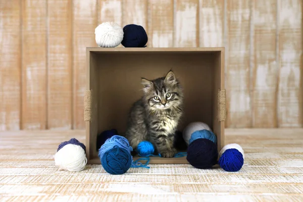Aranyos Cica Egy Doboz Kék Fehér Fonalban — Stock Fotó