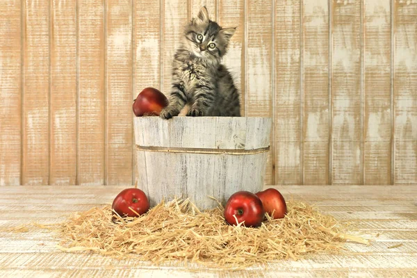 Posing Kitten Barrell Apples — Stock Photo, Image