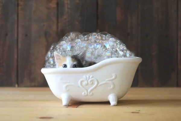 Uroczy Kotek Wannie Bąbelkami — Zdjęcie stockowe