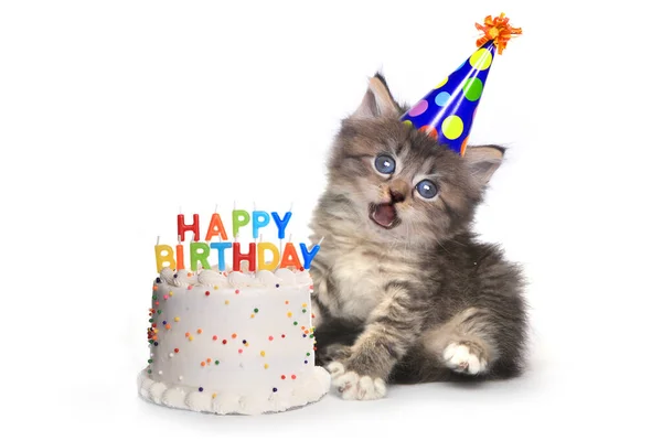 Gatinho Adorável Branco Com Celebração Bolo Aniversário — Fotografia de Stock