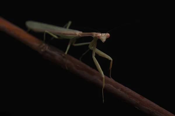 Crisp Clean Studio Shot Green Praying Mantis Sobre Fondo Negro — Foto de Stock