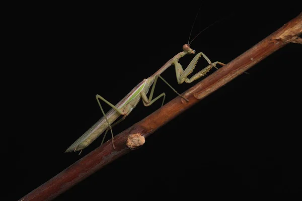 Crisp Clean Studio Shot Green Praying Mantis Black Background — 스톡 사진