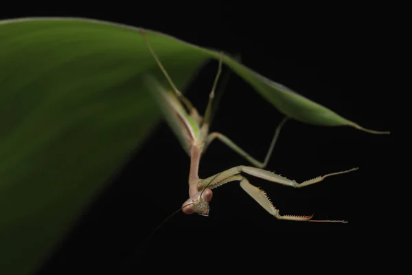 Crisp Clean Studio Shot Green Praying Mantis Black Background — Stock Photo, Image