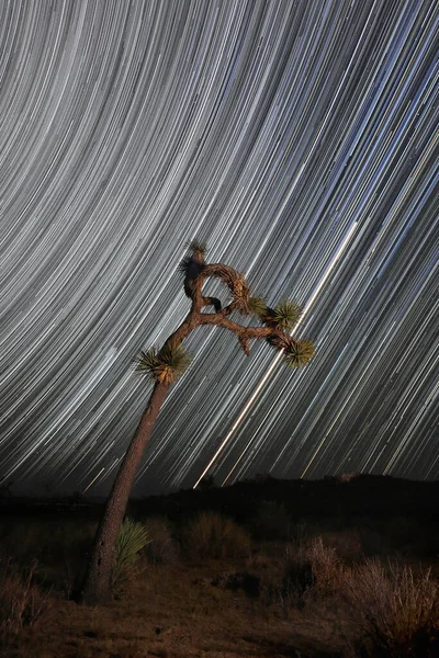 Campeggio Notte Con Star Trails Nel Joahua Tree National Park — Foto Stock