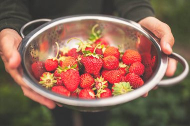 Kadın eli taze toplanmış çilekleri tutuyor.