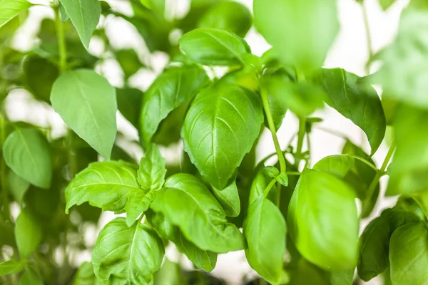 Basilicum groeit in blikjes — Stockfoto