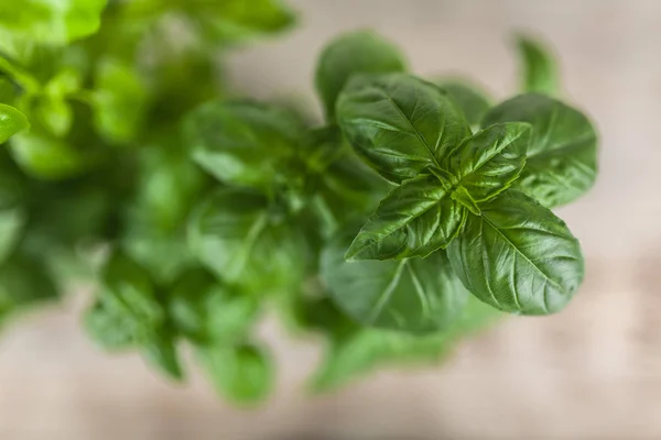 Basil growing in tin cans — Stock Photo, Image