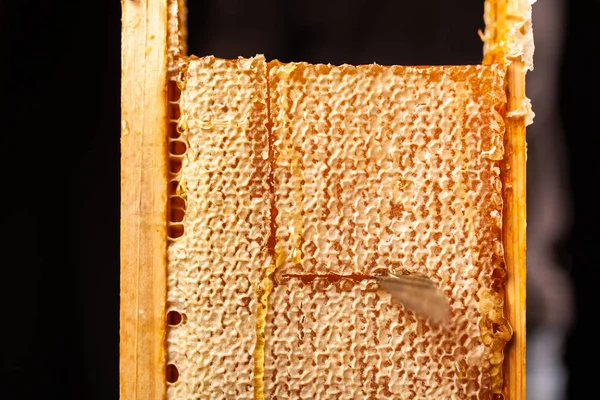 Honeycomb in a wooden frame — Stock Photo, Image