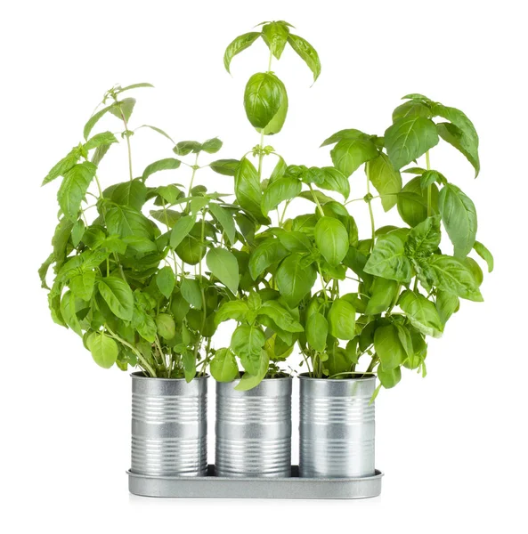 Basil growing in tin cans — Stock Photo, Image