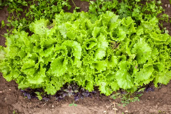 Salat wächst im heimischen Garten — Stockfoto