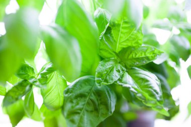 Teneke kutular içinde büyüyen fesleğen