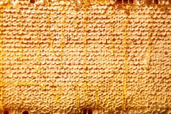 Bienenwaben im Holzrahmen — Stockfoto