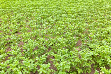 Alanında büyüyen patates