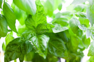 Teneke kutular içinde büyüyen fesleğen