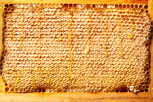 Honeycomb in a wooden frame — Stock Photo, Image