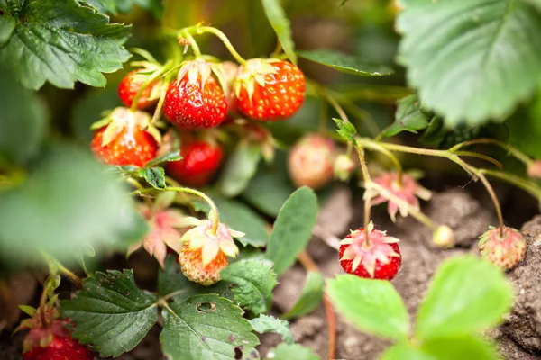 परिपक्व स्ट्रॉबेरीज वाढत — स्टॉक फोटो, इमेज