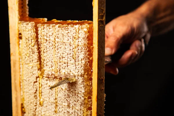 Bienenwaben im Holzrahmen — Stockfoto