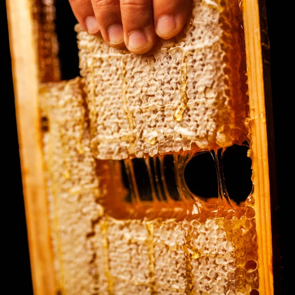 Honeycomb in a wooden frame — Stock Photo, Image