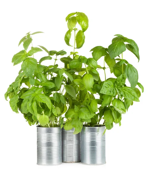 Basil growing in tin cans — Stock Photo, Image