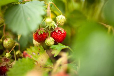 Olgun çilek büyüyen