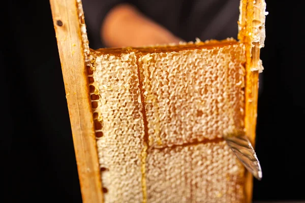 Peine de abeja en un marco de madera — Foto de Stock