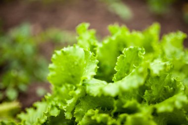 Bir ev bahçe büyüyen marul