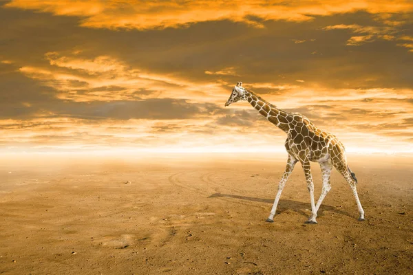 Žirafa po západu slunce na obloze — Stock fotografie