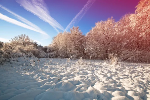 Arbres Couverts Neige Avec Ciel Bleu — Photo