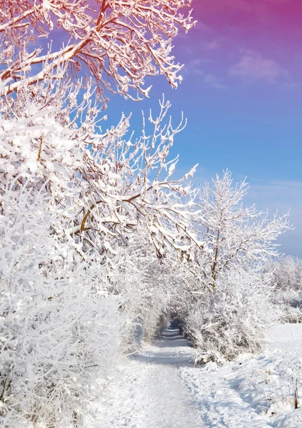 Alberi Ricoperti Neve Con Cielo Blu — Foto Stock