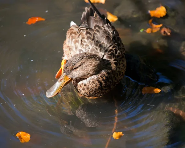 Mallard Anas Platyrhynchos Nadando Estanque —  Fotos de Stock