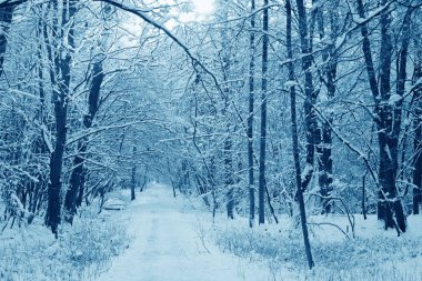 kar ile dondurulmuş ormanı iz