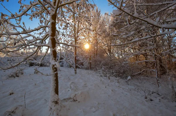 Paysage Hiver Avec Soleil Matin — Photo