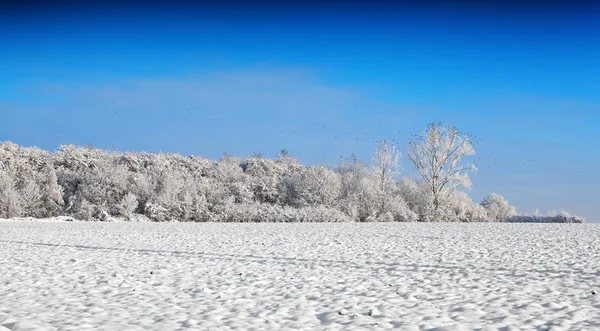 青い空と覆われた木を雪します — ストック写真