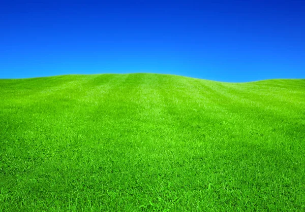 Zielona Trawa Błękitne Niebo — Zdjęcie stockowe