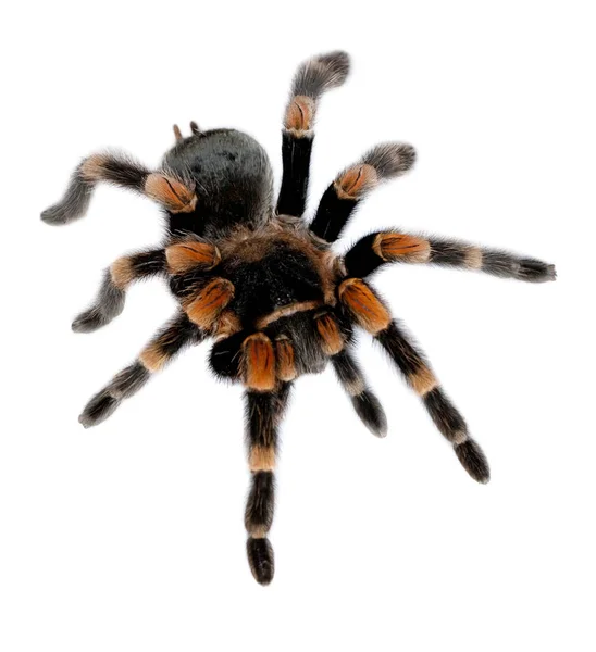 Tarántula Roja Rodilla Sobre Fondo Blanco — Foto de Stock