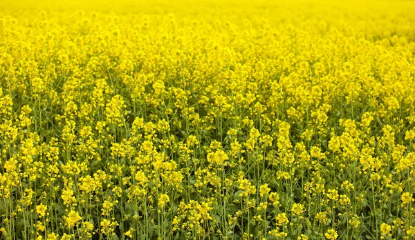 春の黄色い菜の花畑 — ストック写真