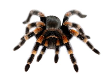 beyaz zemin üzerine kırmızı diz tarantula