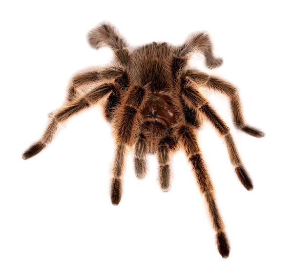 Närbild Chilensk Ros Hår Tarantula — Stockfoto