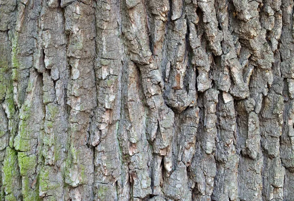 Detail Oak Tree Bark Royalty Free Stock Images