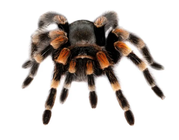 Fehér Alapon Piros Térd Tarantula — Stock Fotó