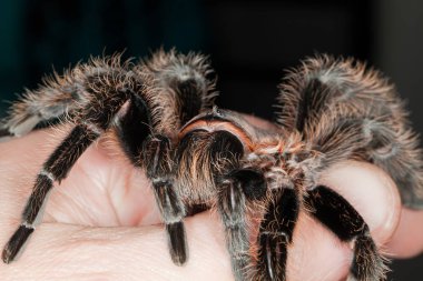 Bir lasiodora parahybana yakın çekim