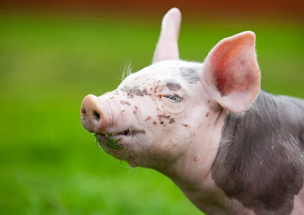 Młoda świnia na zielonej trawie — Zdjęcie stockowe