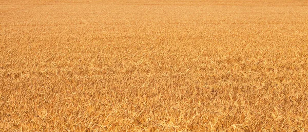 Campo Grãos Maduros Manhã Verão — Fotografia de Stock