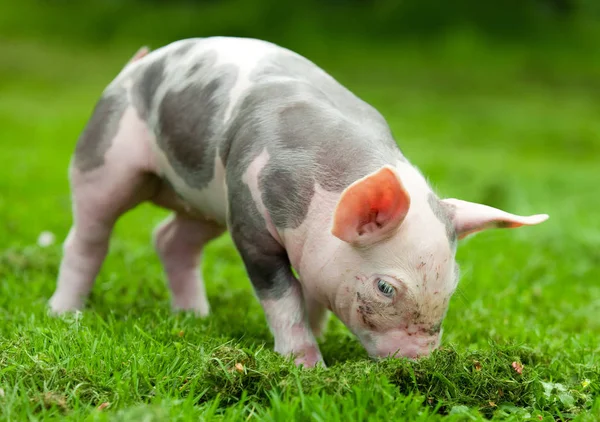 Kleines Ferkel Auf Grünem Gras — Stockfoto