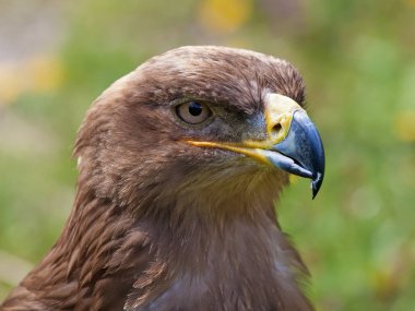 Bozkır kartalı portresi