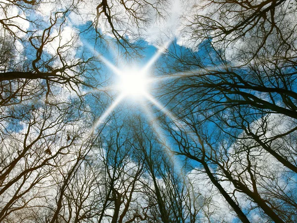 Soleil Brille Travers Les Branches Des Arbres Sans Feuilles — Photo